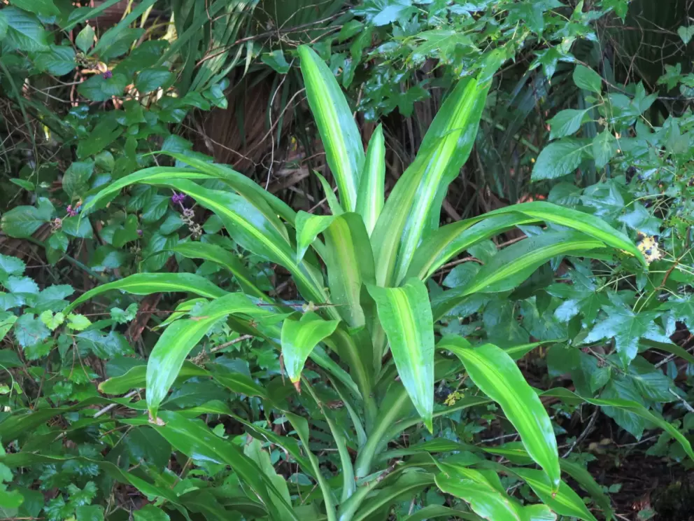 Shiny plant in the forest.