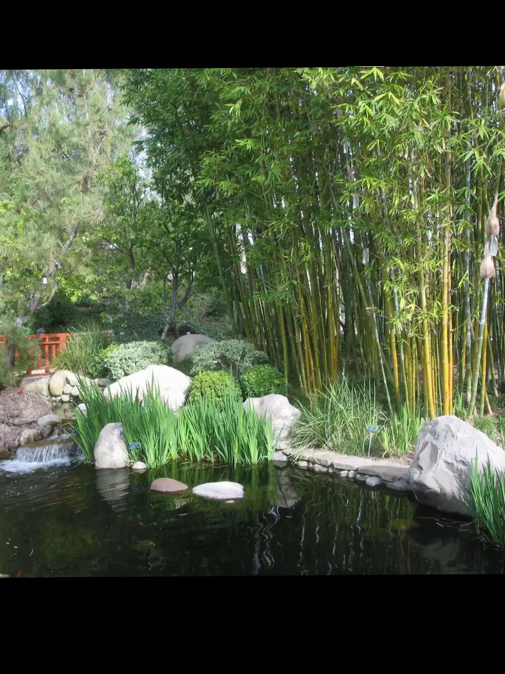 Bamboo and koi pond as seen from the Japanese pagoda. 