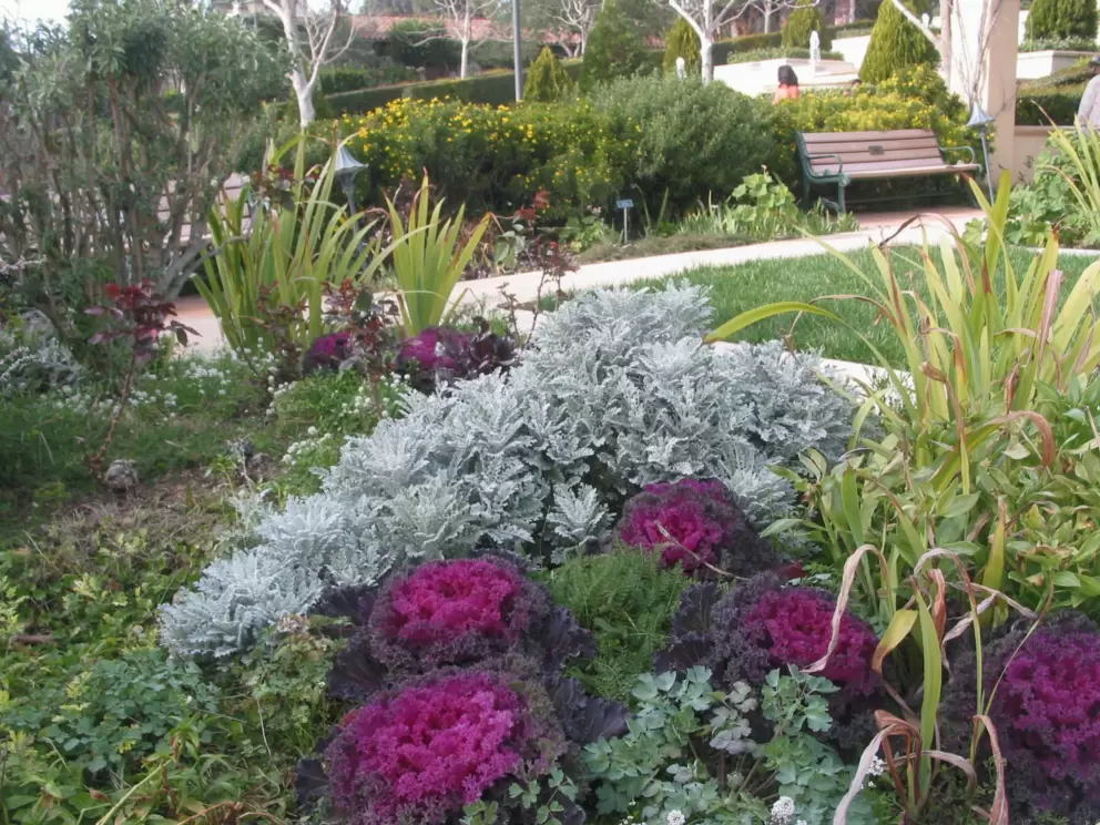 Bright purple cabbage in the English garden.