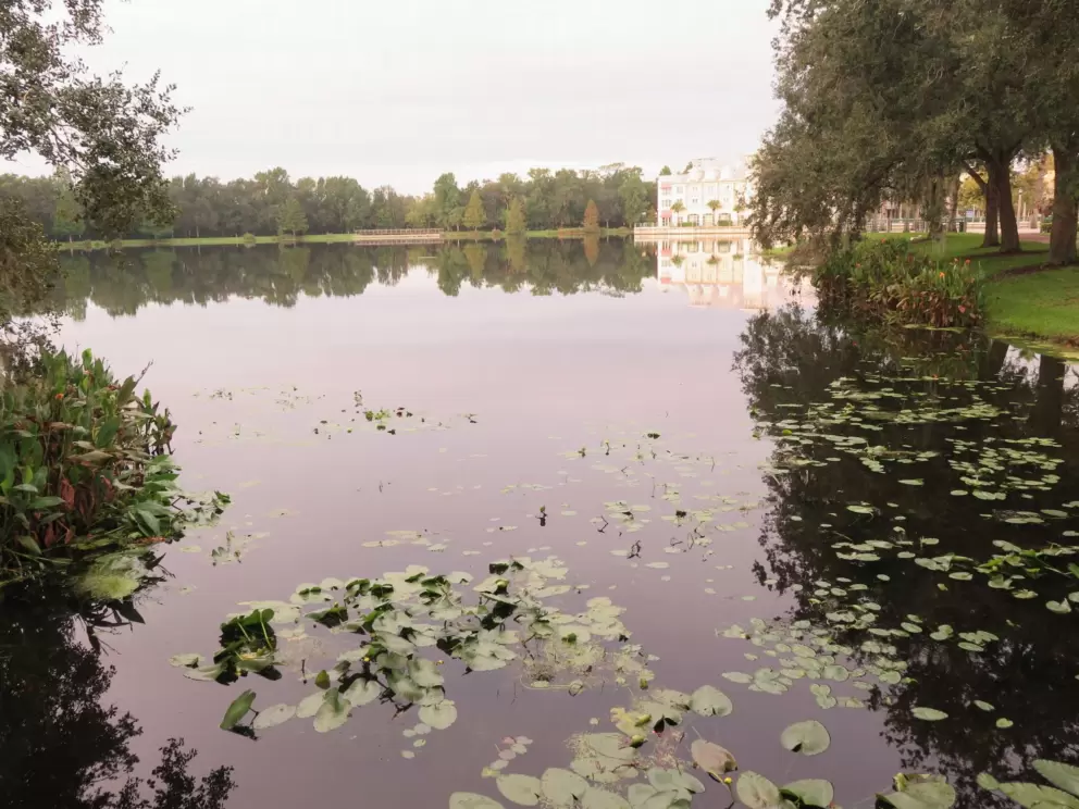Water lilies on the lake.