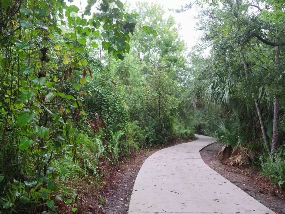 Jungly path behind tennis courts.