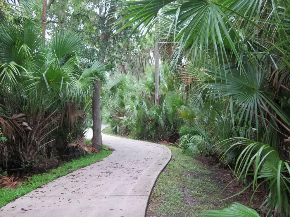Palmetto plants along the tennis court path.