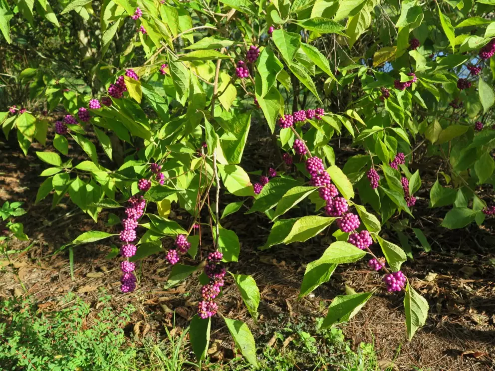 Beautyberries are so cool!