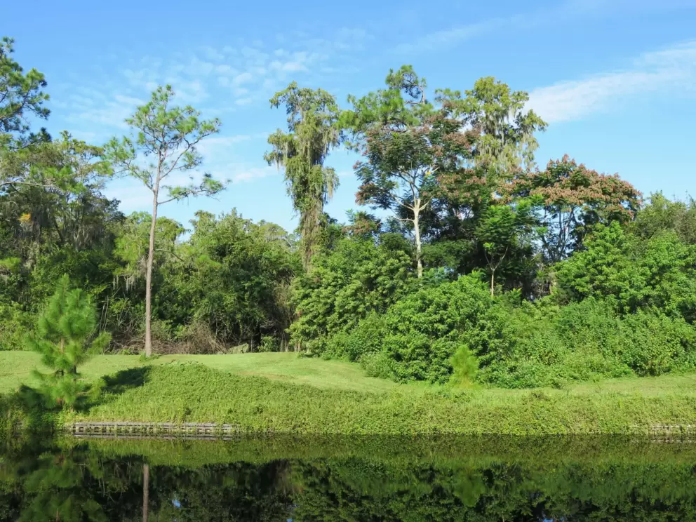 Forest and blue sky.
