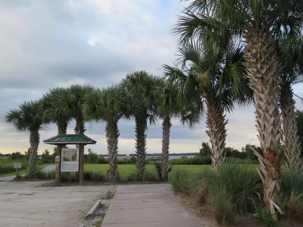 Palm trees leading to the dock.