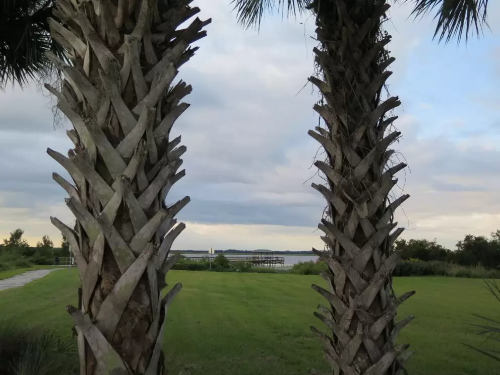 Looking through palms at the dock.