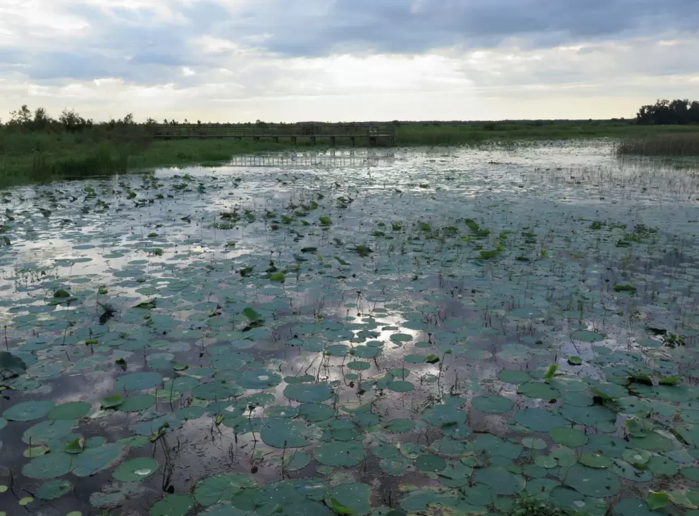 Water lilies galore.