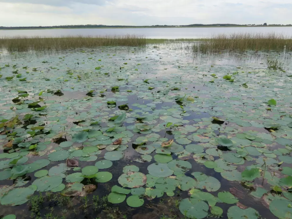 Water lilies and grasses.