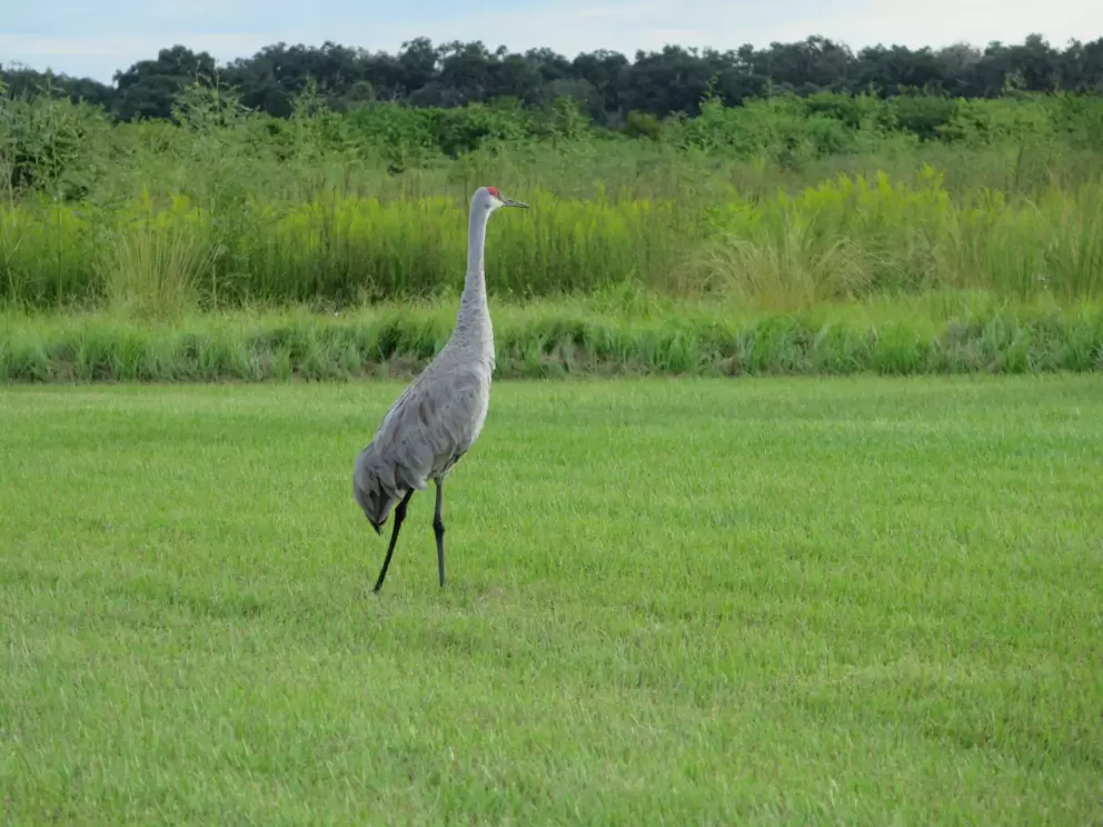 Sandhill crane.