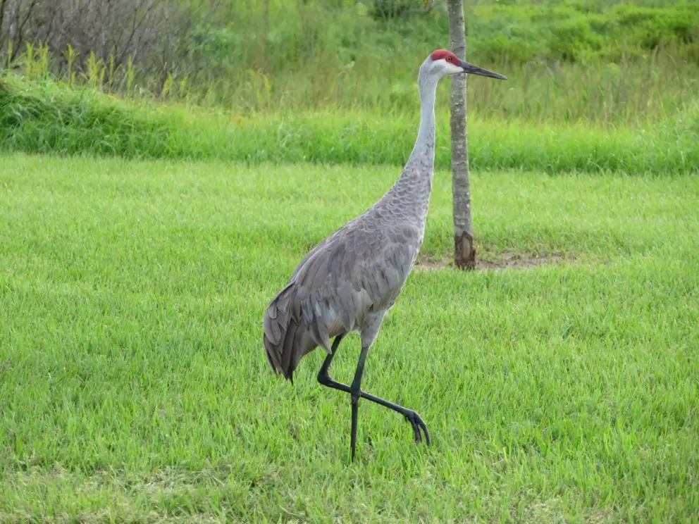 Sandhill crane walking in the field.