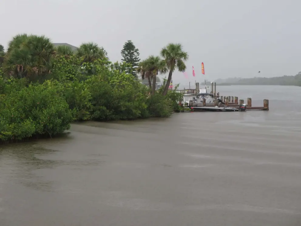 Cute cluster of palms on the intracoastal.