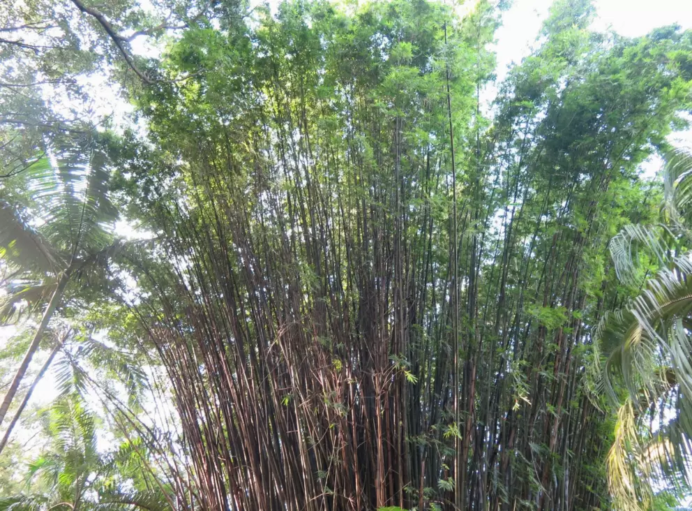 Glorious bamboo.