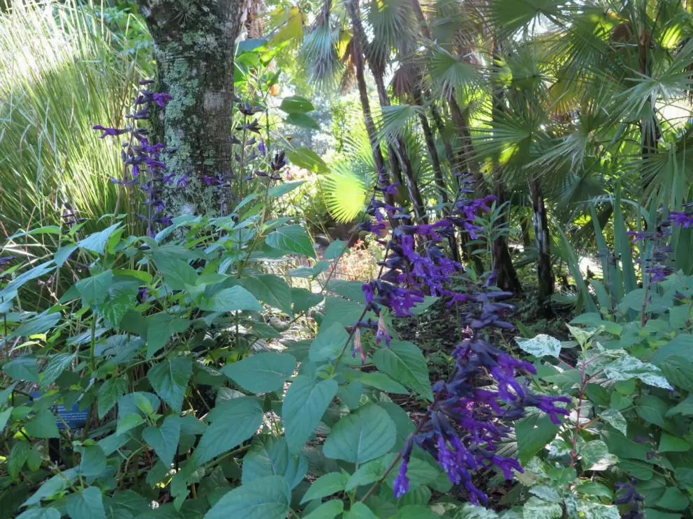 Purple flowers in the jungle.