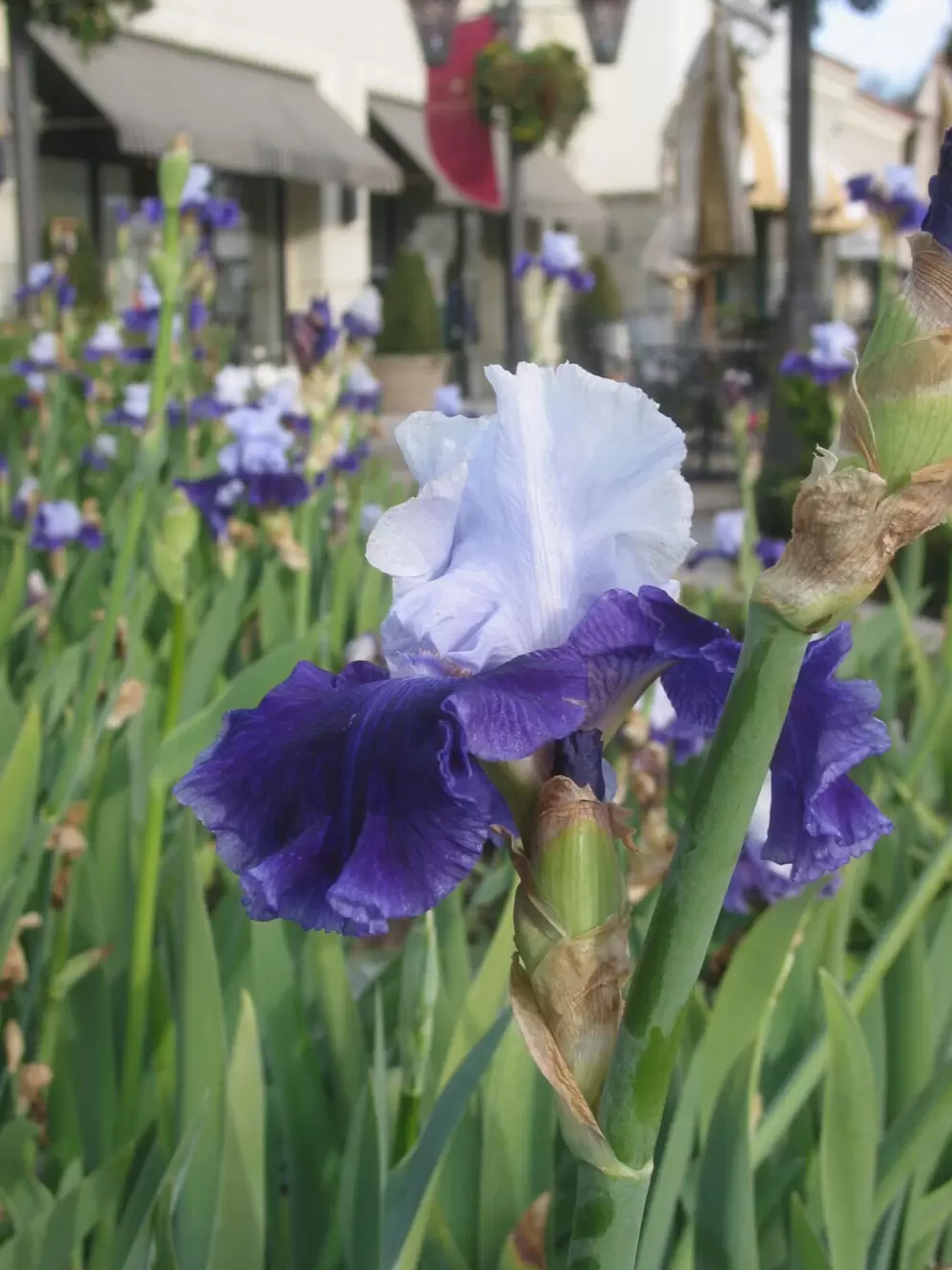 An abundance of purple irises.