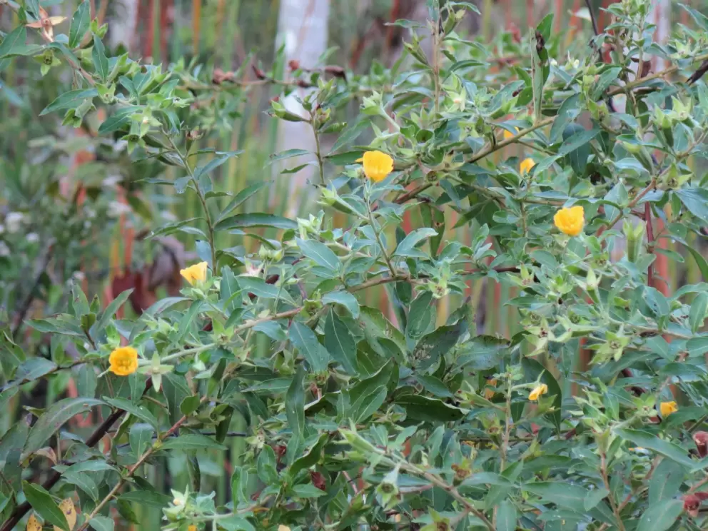 Yellow flowers- so sweet.