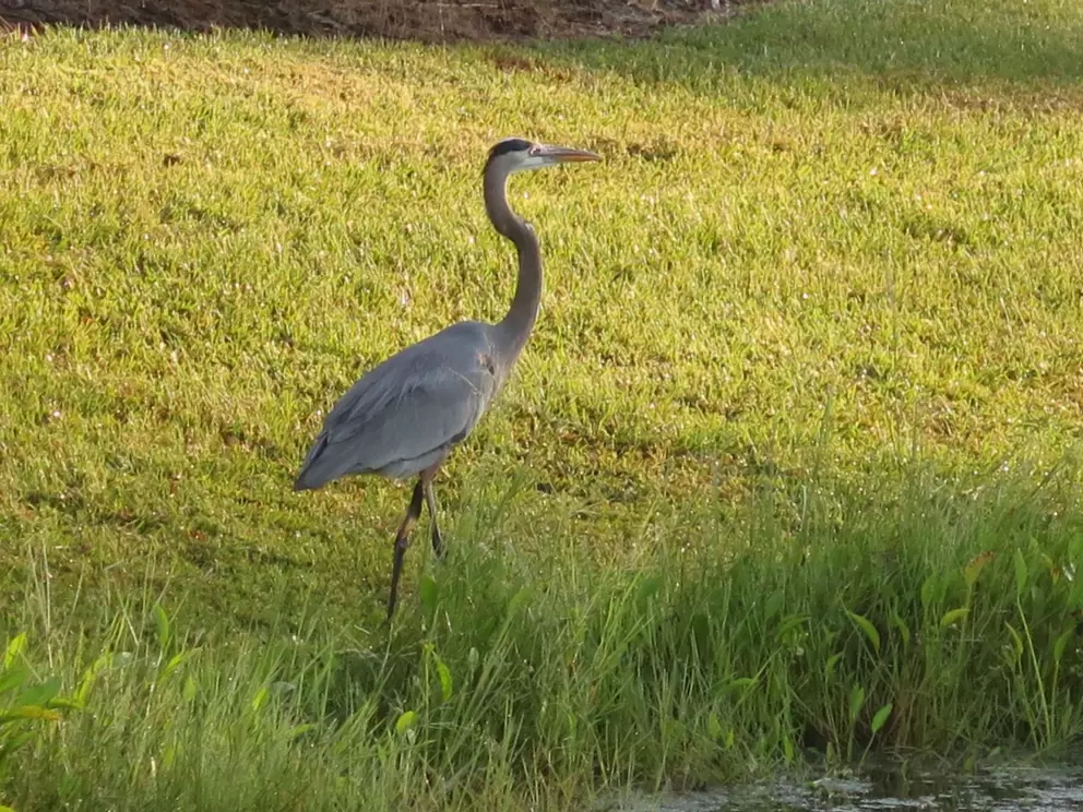 A blue heron.