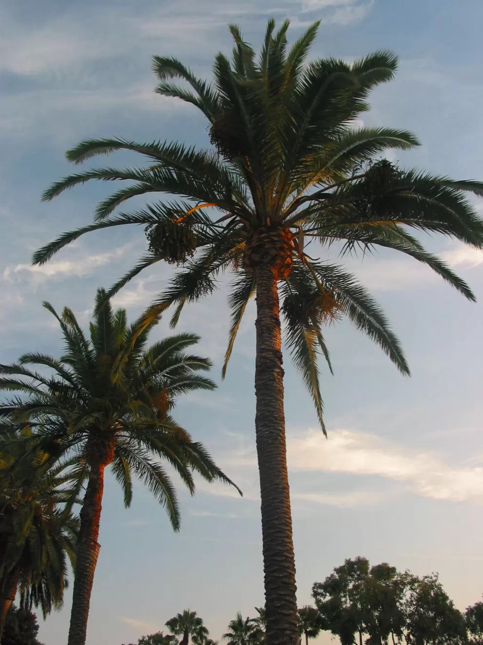 Different varieties of palms line the harbor walkway.