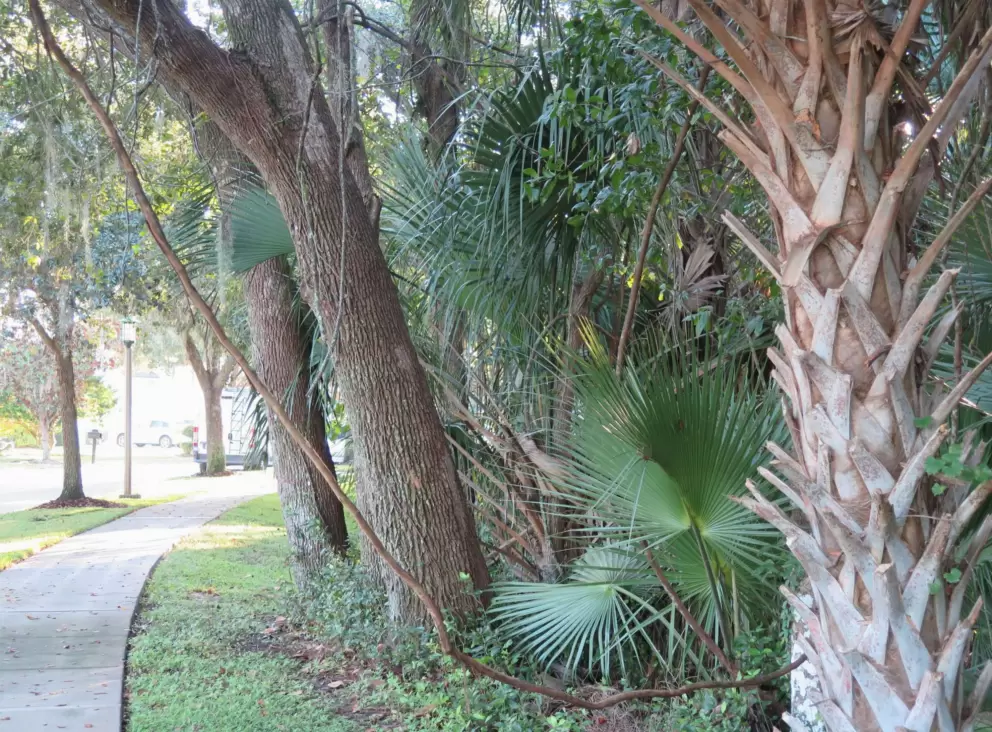 A tarzan vine in the jungly by the sidewalk.