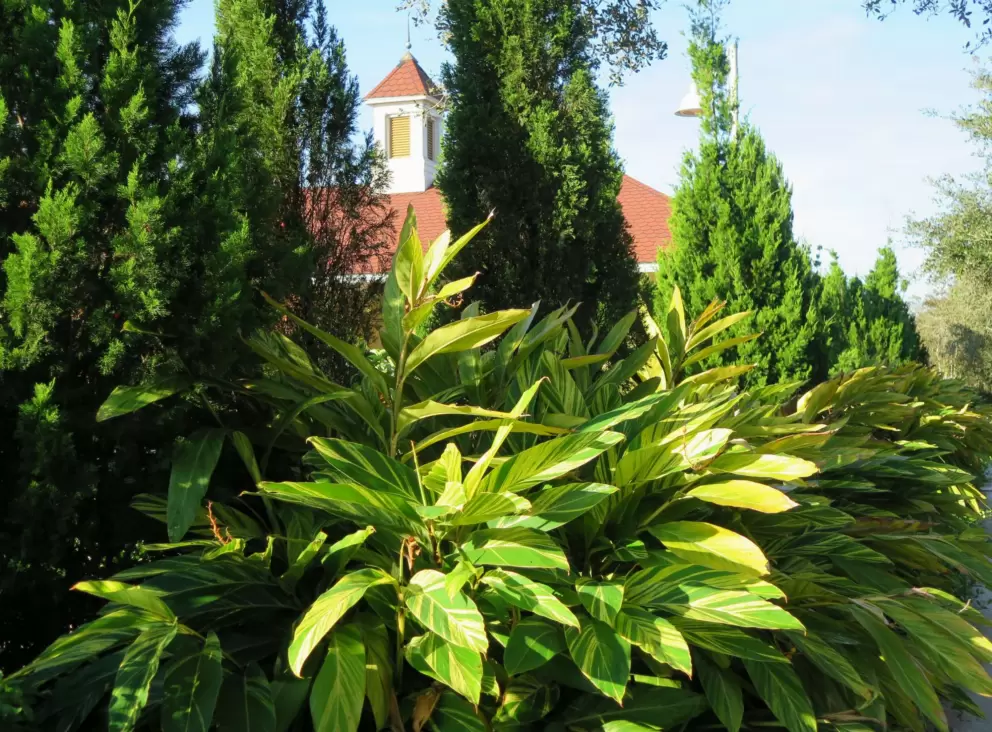 Lush plants by the clubhouse.