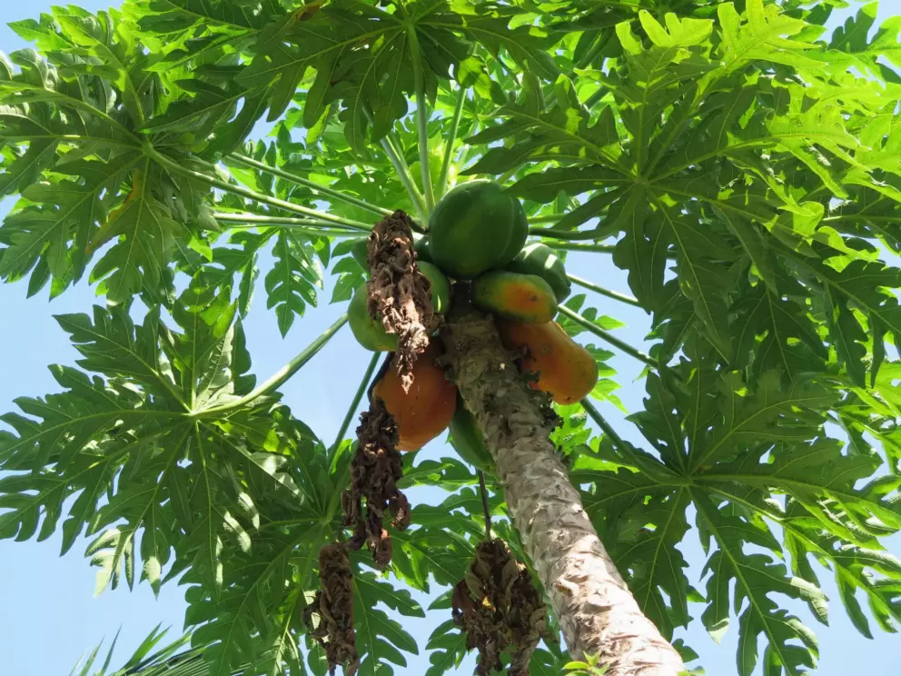 Papaya tree!