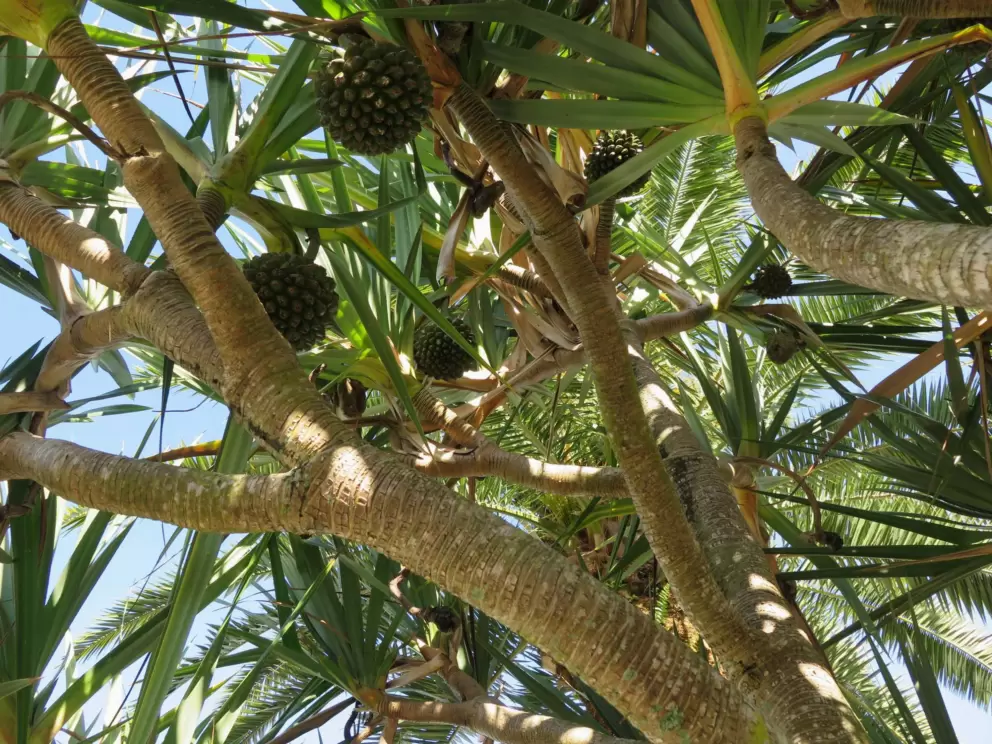 Pandanas tree with fruit.