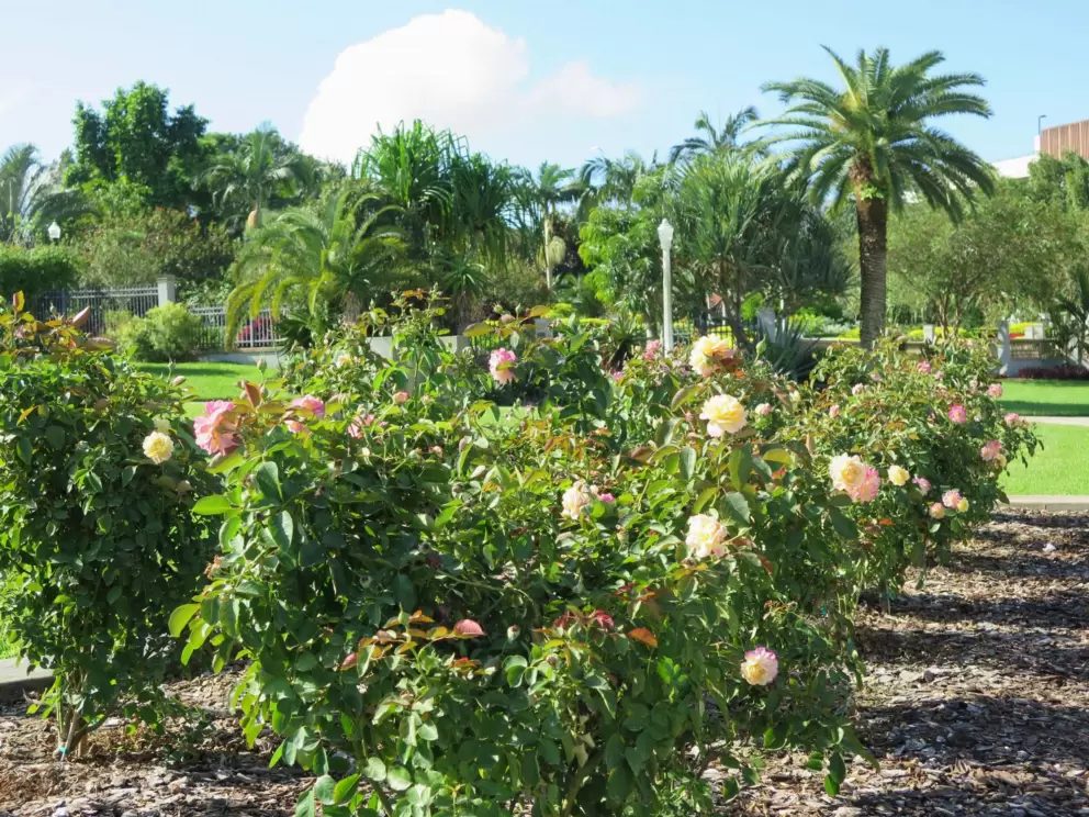 Roses with canary palms in the background.
