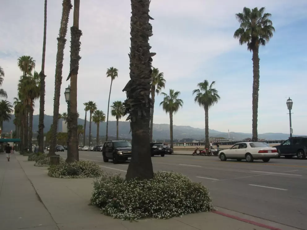 The sidewalk by Chad's is lined with flowers and palms. 