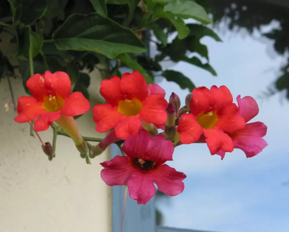 Tropical flowers are everywhere if you walk along Cabrillo Blvd on the Chad's Cafe side of the road. 