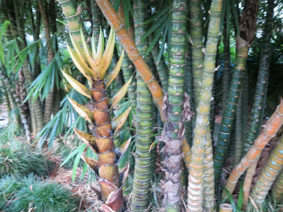 Interesting tropical plant.