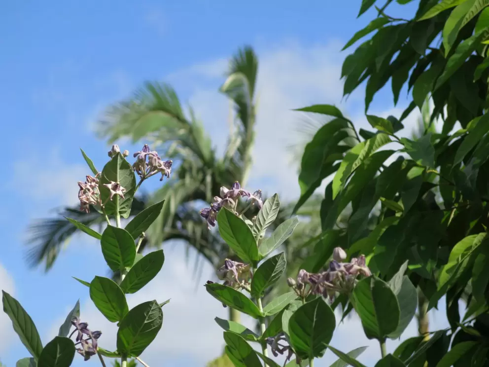 Flowers, palms, and blue sky.