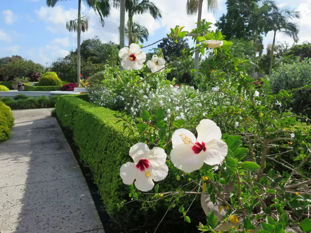 White hibiscus with red centers.