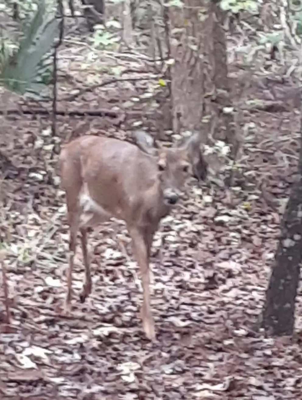Deer in the forest behind Corpus Christi Church.