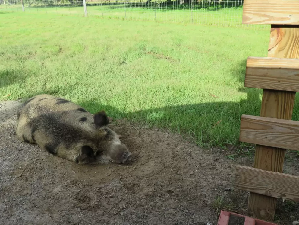 Pig laying at the entrance.