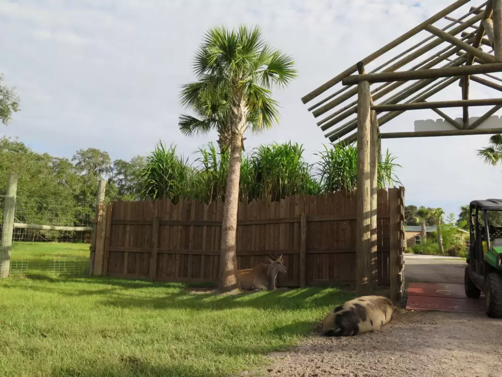 Jeep leaving, while a pig sleeps at the entrance!