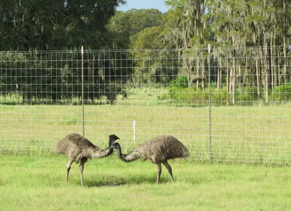 Emus interacting.