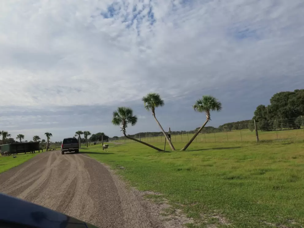 Three palm cluster by the road.