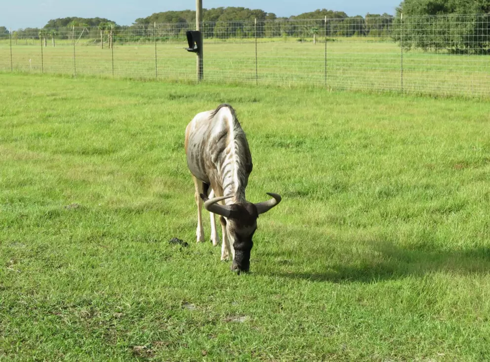 Eating the grass.
