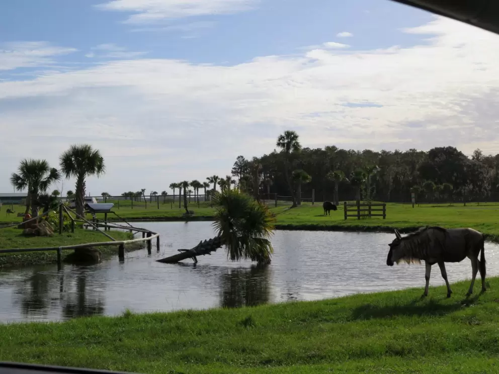 Animal by the pond.