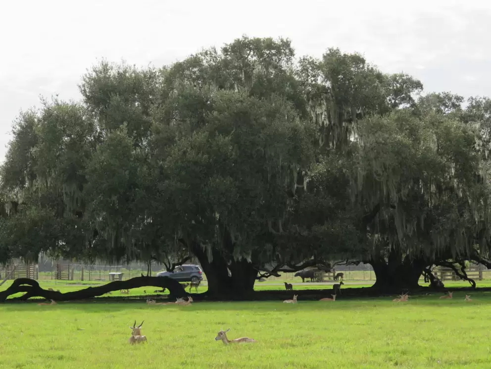 Sweet little animals in the grass by a huge oak tree.