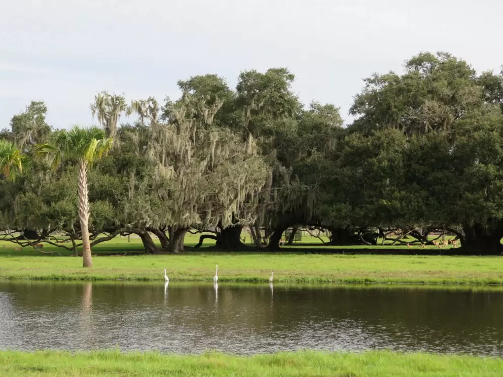 Egrets at the pond.