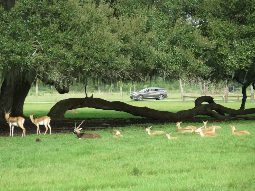 A car drives by and checks out the antelopes.