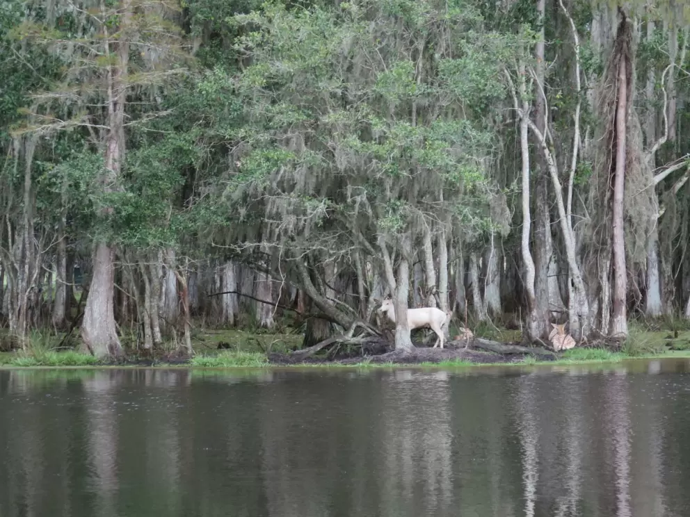 Animal in the forest.