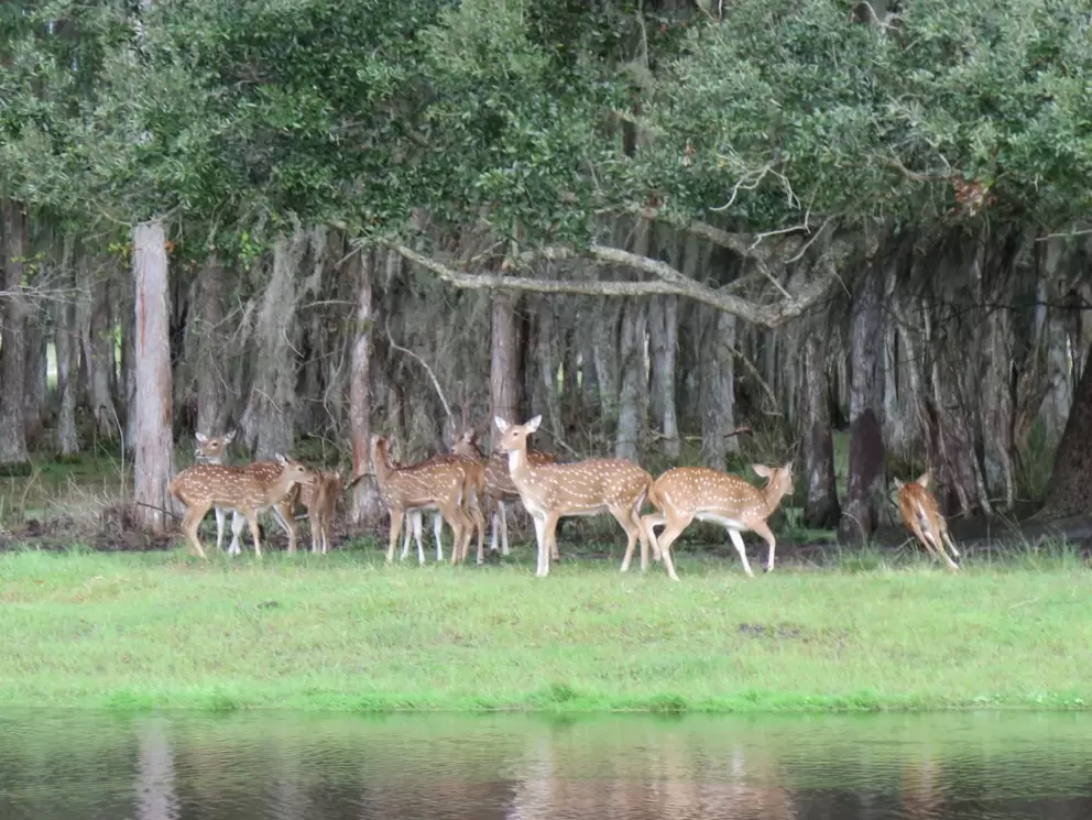 Deer.