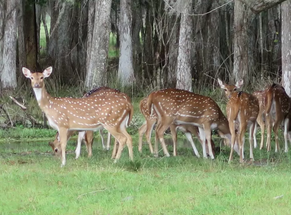 Deer looking toward our car.