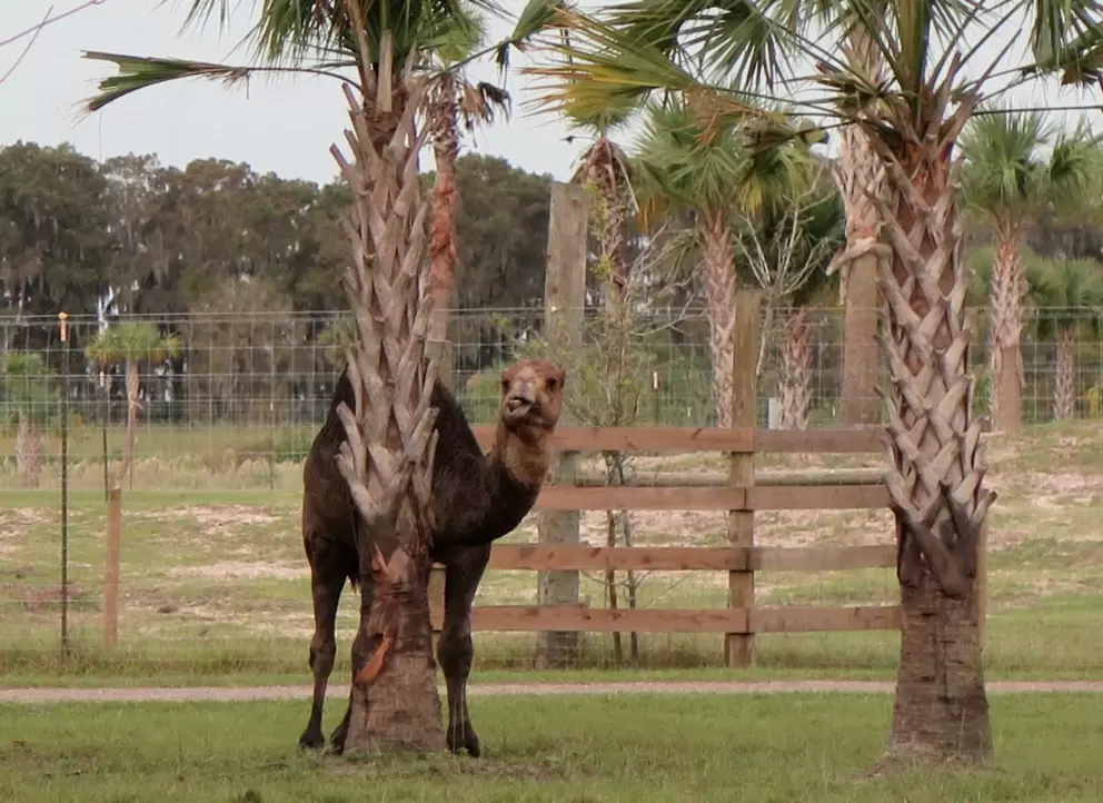 Camel making faces.