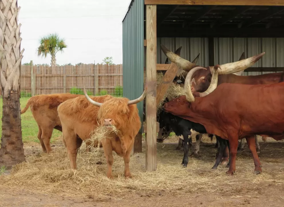 Watusi cattle have very large horns.