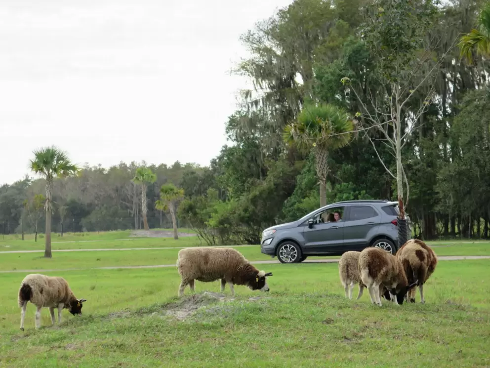 Sheep by the road.