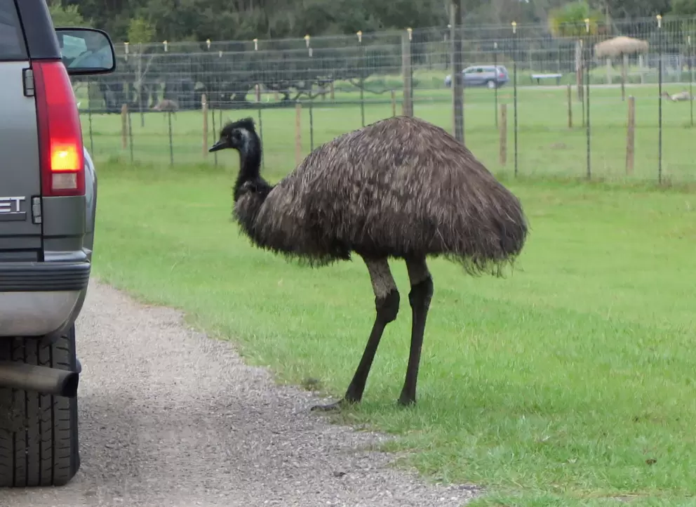 Emu checking out a car.