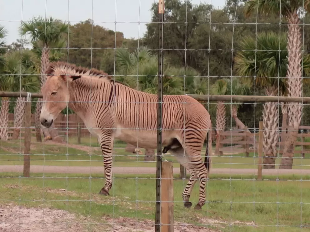 Zebra behind the fence.