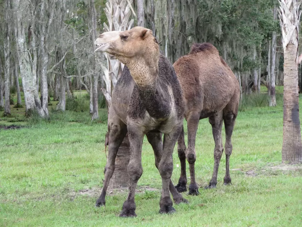 Camel making funny motions with its mouth.